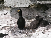 Shag